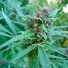Семена марихуаны Durban Poison feminised Ganja Seeds