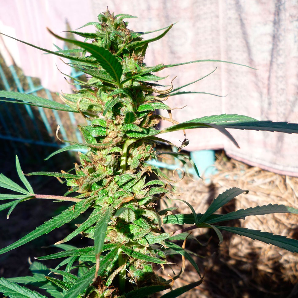 Недорогие семена марихуаны Durban Poison feminised Ganja Seeds